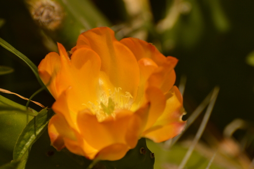 పెద్దముల్ల బ్రహ్మజెముడు (Opuntia megapotamica)