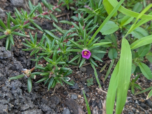 Portulaca pilosa observed 2025-12-28