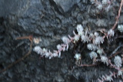 Sedum potosinum