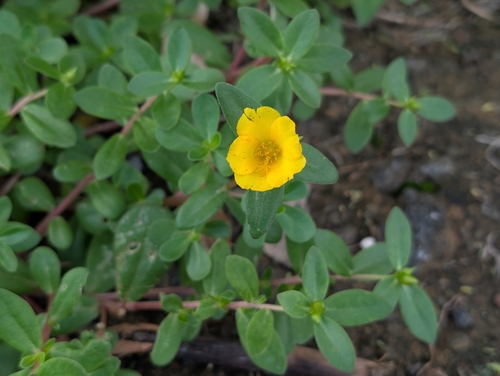 Portulaca umbraticola, 2025-12-28