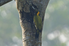 Chrysophlegma flavinucha