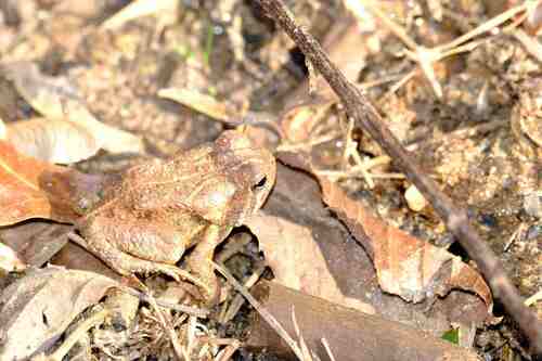 Fowler's Toad observed by fmmonk