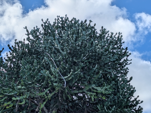 Euphorbia lactea, 2025-12-28