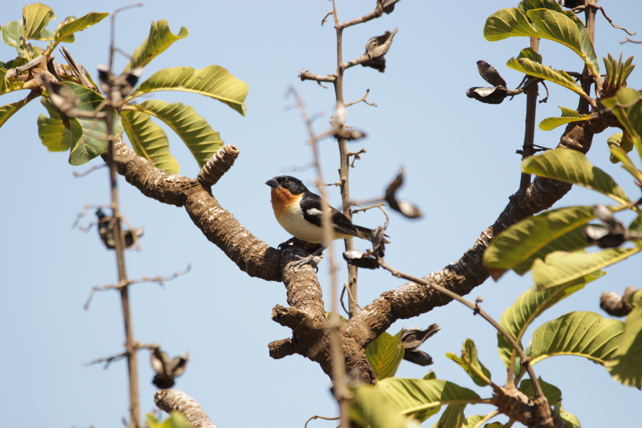 White-rumped Tanager (Cypsnagra hirundinacea), photo 10
