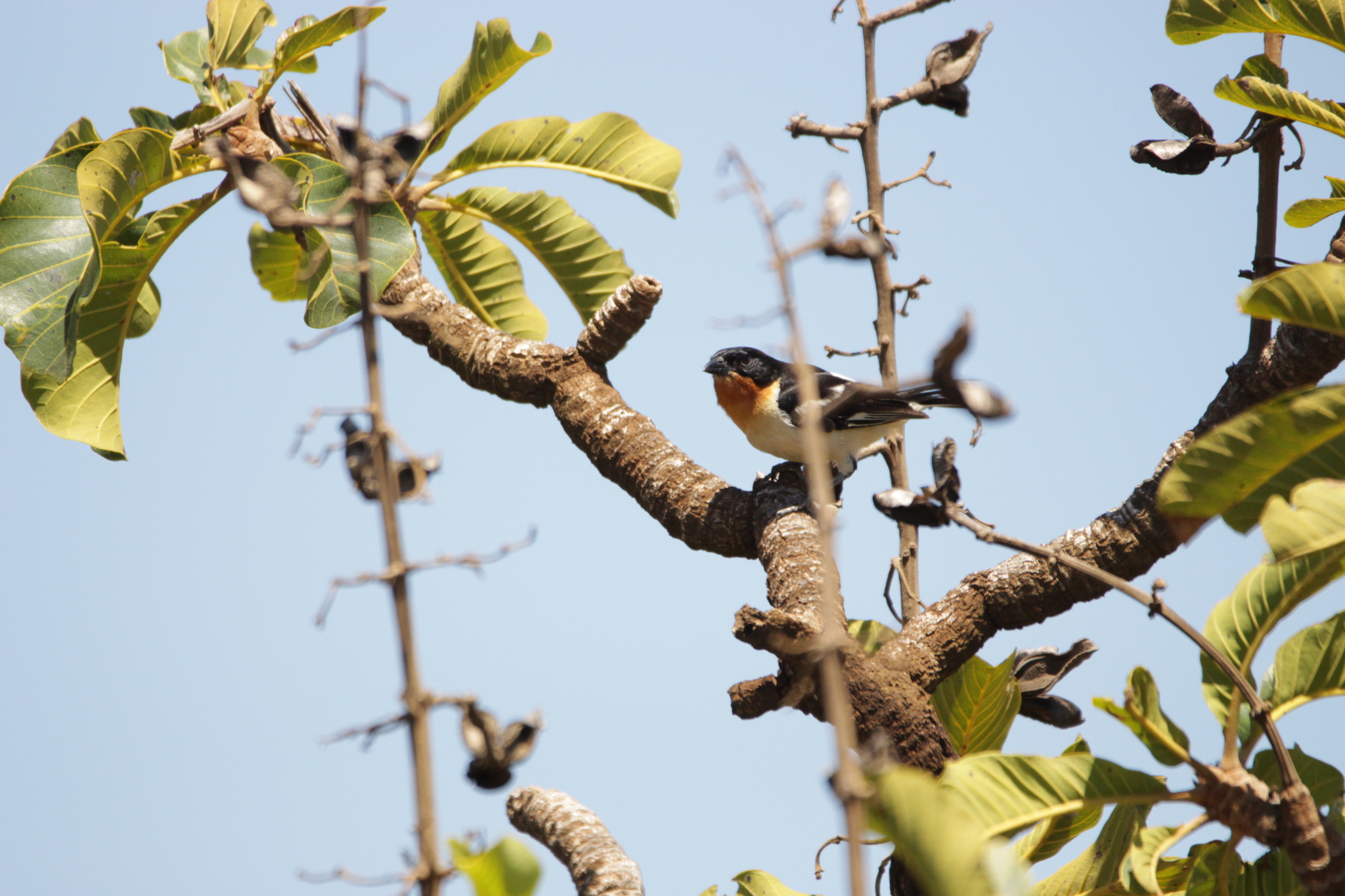 White-rumped Tanager (Cypsnagra hirundinacea), photo 8