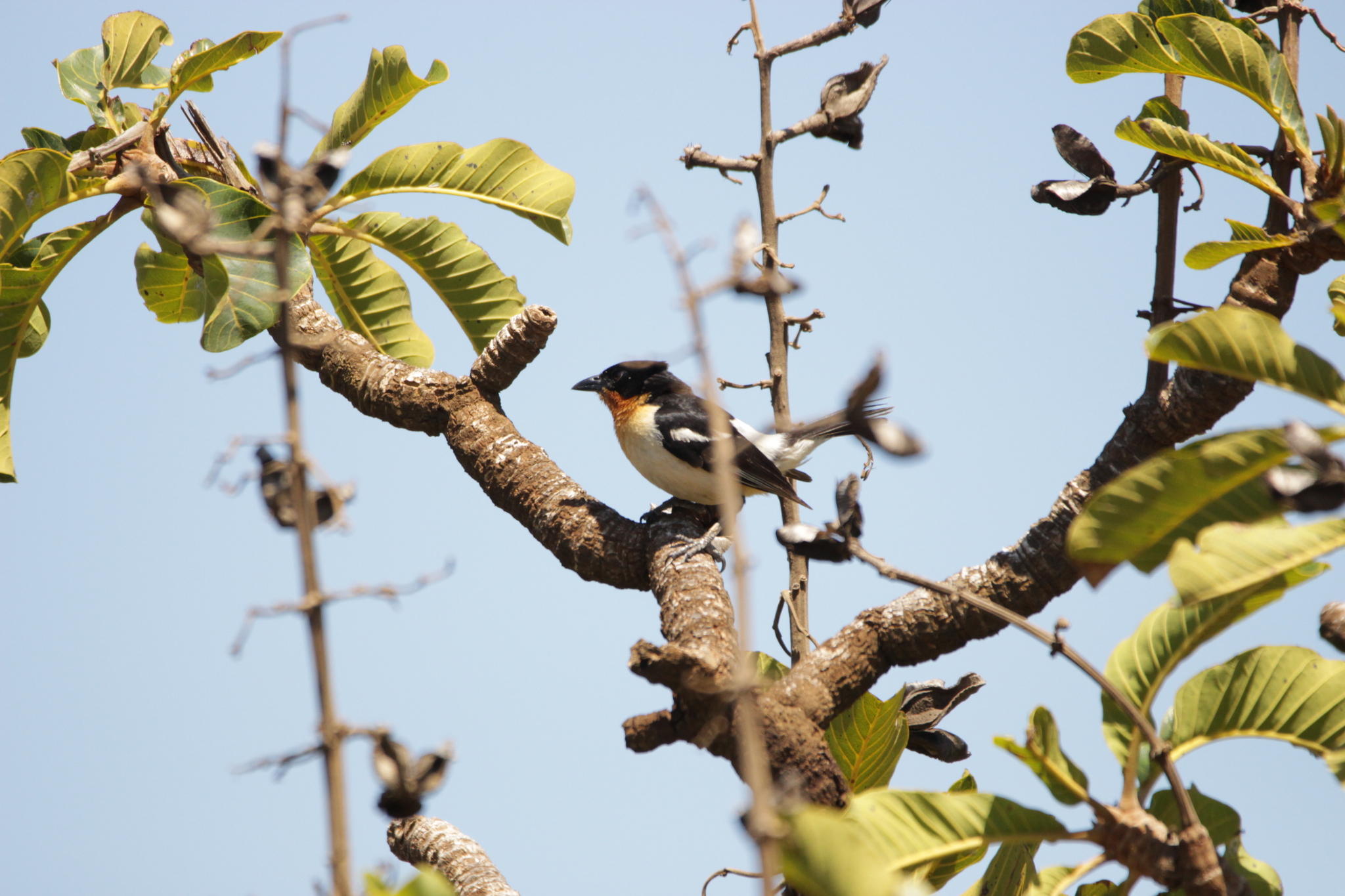 White-rumped Tanager (Cypsnagra hirundinacea), photo 9
