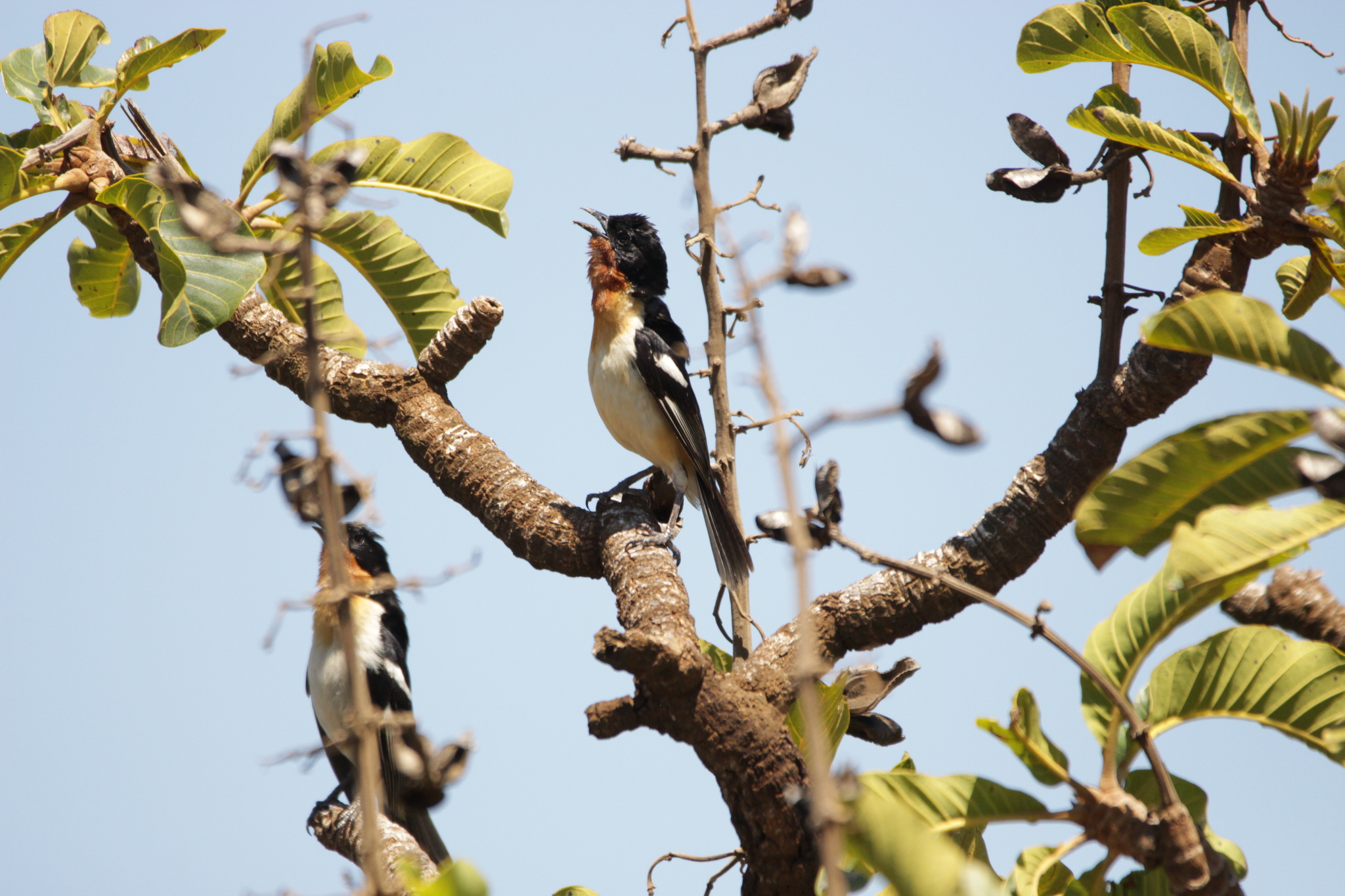 White-rumped Tanager (Cypsnagra hirundinacea), photo 7