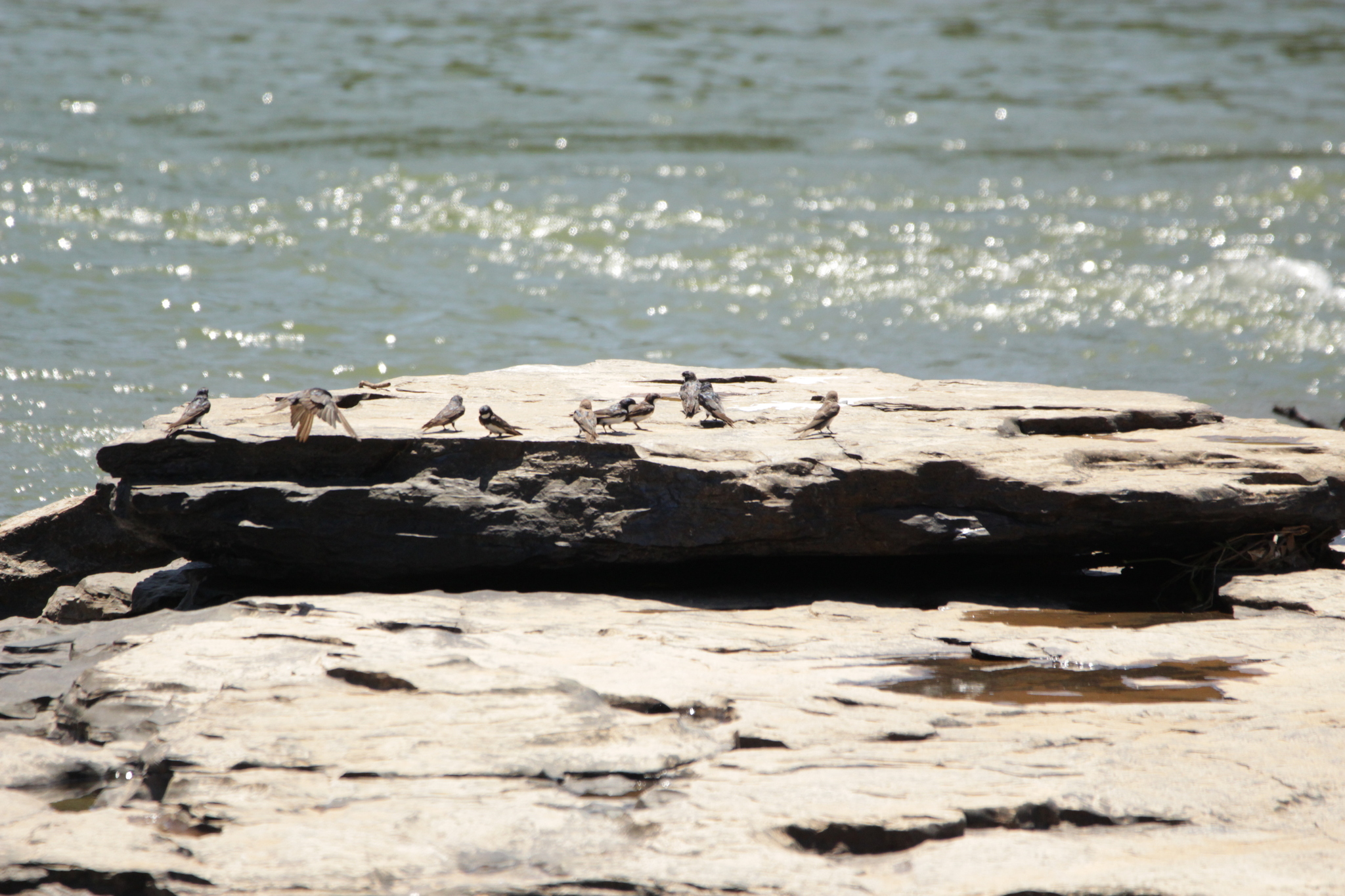 Black-collared Swallow (Pygochelidon melanoleuca)
