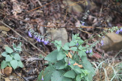 Salvia urolepis
