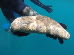Holothuria fuscogilva