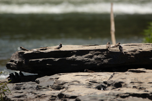 Black-collared Swallow (Pygochelidon melanoleuca), photo 5