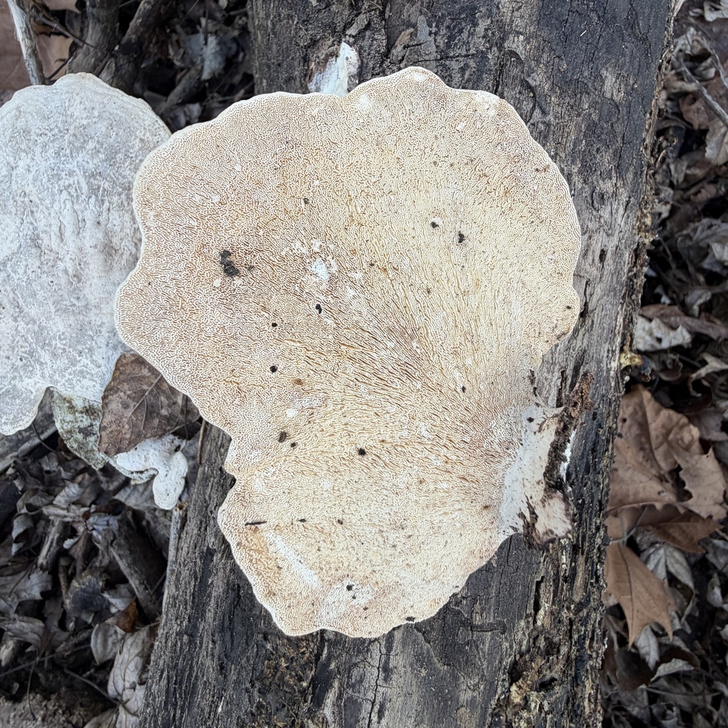 Trametes aesculi