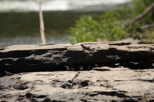 Black-collared Swallow (Pygochelidon melanoleuca), photo 7