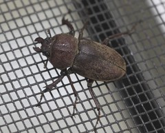 Cacostomus squamosus