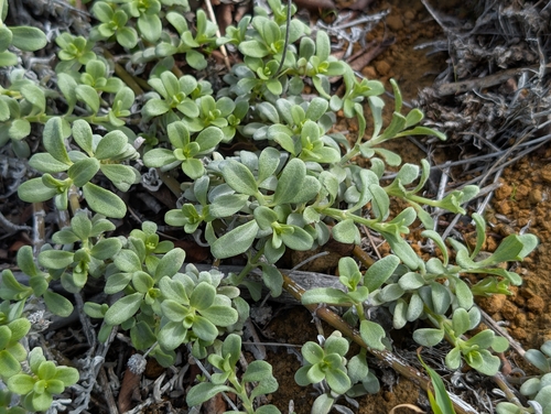 Lipochaeta integrifolia observed 2025-12-28