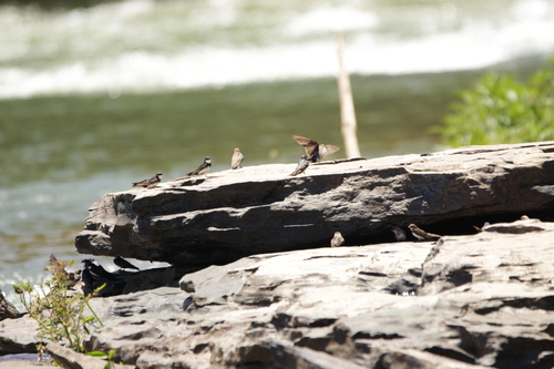 Black-collared Swallow (Pygochelidon melanoleuca), photo 8