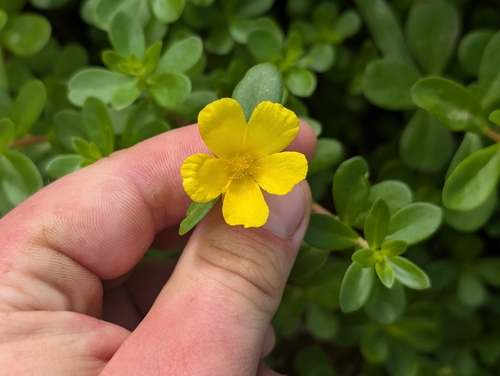 Portulaca umbraticola, 2025-12-28