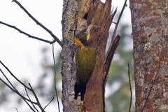 Chrysophlegma flavinucha