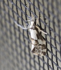 Philenora chionastis