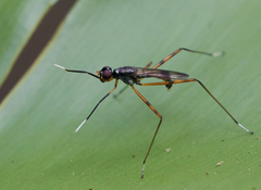Rainieria