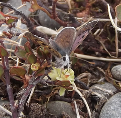 Lycaena boldenarum