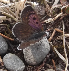 Lycaena boldenarum