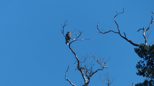 Hawaiian Hawk photographed in Hawaii
