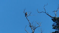 Buteo solitarius
