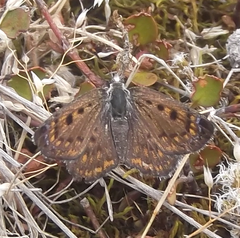Lycaena boldenarum