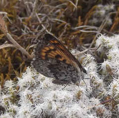 Lycaena boldenarum