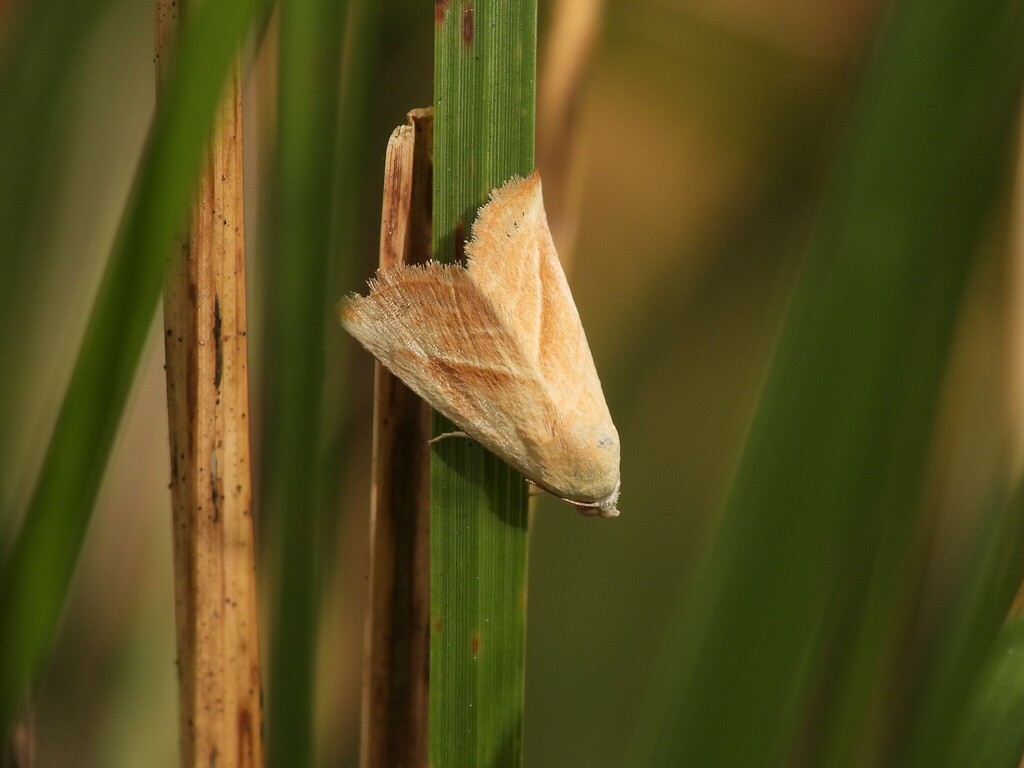 Straight-lined Seed Moth