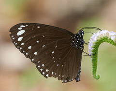Euploea crameri