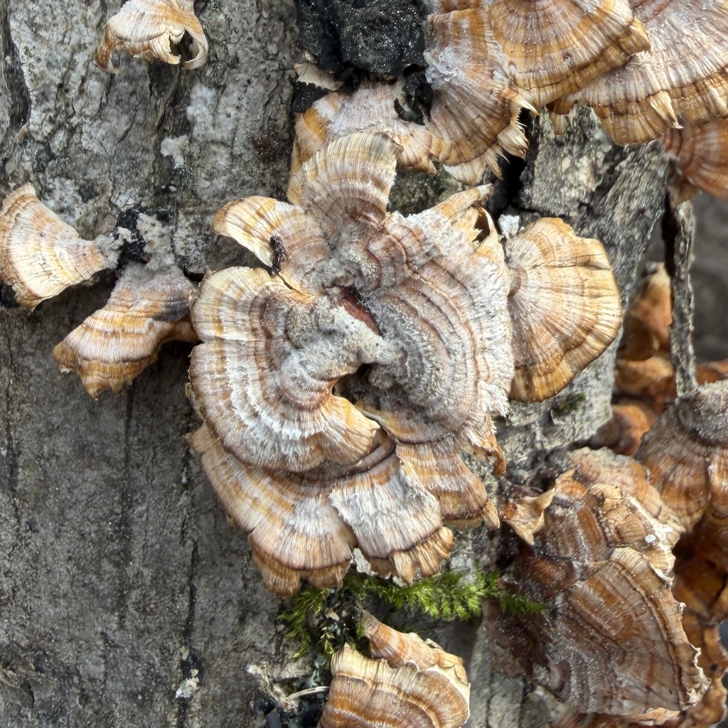 Stereum complicatum · December 2025 · photo: © conhawn (iNaturalist, cc-by)