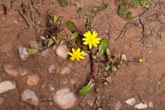 Senecio leucanthemifolius