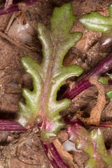 Senecio leucanthemifolius