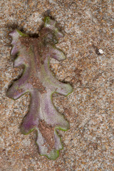 Senecio leucanthemifolius