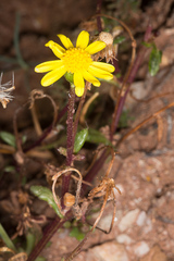 Senecio leucanthemifolius