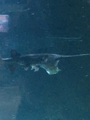 Polyodon spathula