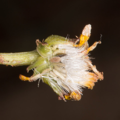 Senecio leucanthemifolius