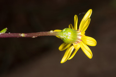 Senecio leucanthemifolius