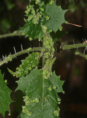 Vittacus mansoni