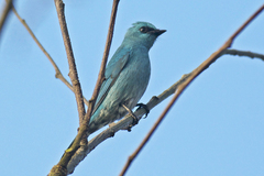 Verditer Flycatcher photo 4