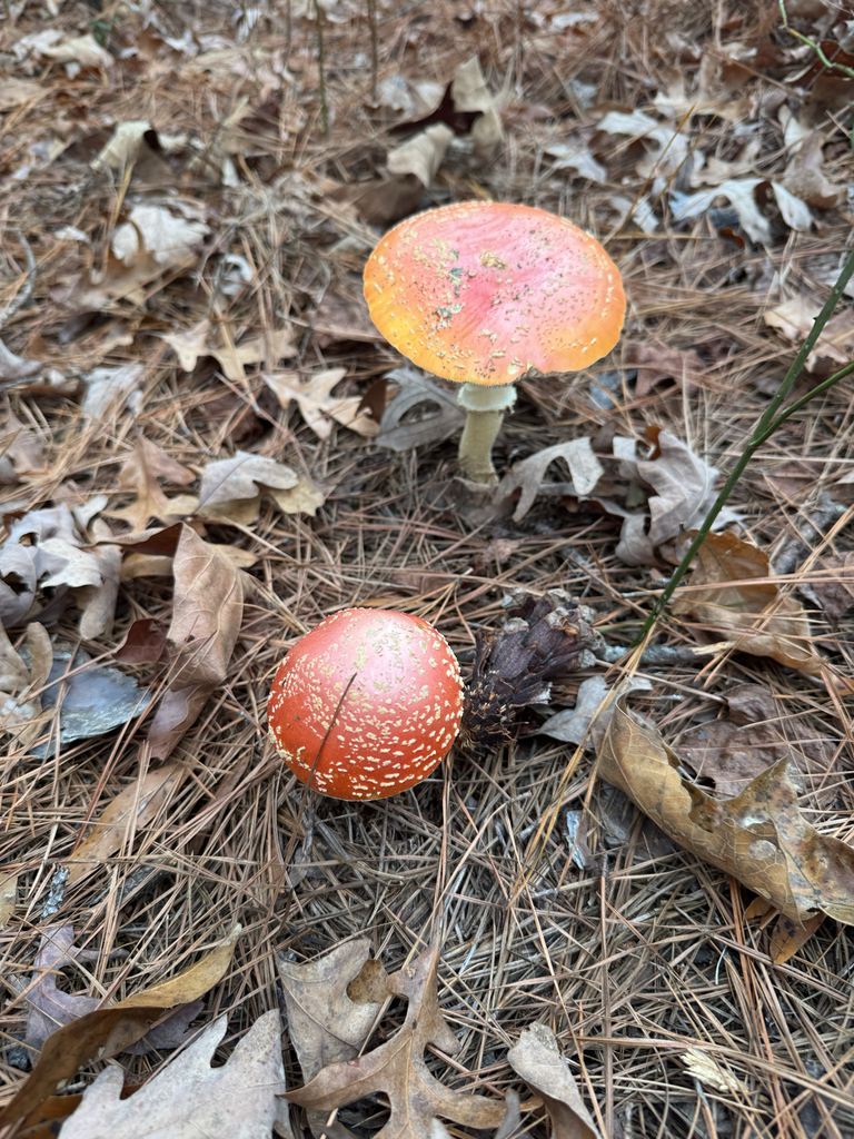 Amanita persicina · December 2025 · photo: © zachary_long (iNaturalist, CC)