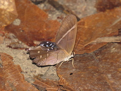 Pierella hyalinus