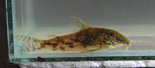 Banded corydoras (Scleromystax barbatus) — Callichthyidae — 4
