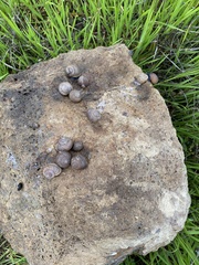 Xerarionta intercisa