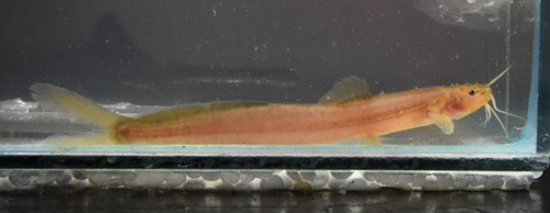 Slender catfish (Acentronichthys leptos) — Heptapteridae — 3