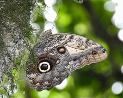 Caligo telamonius menus