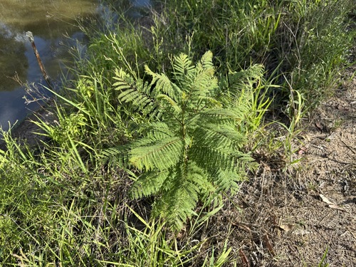 Jacaranda mimosifolia observed 2025-12-28