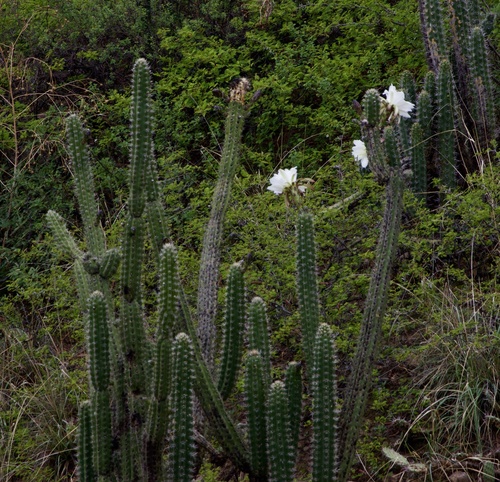 Harrisia tetracantha, photograph 3
